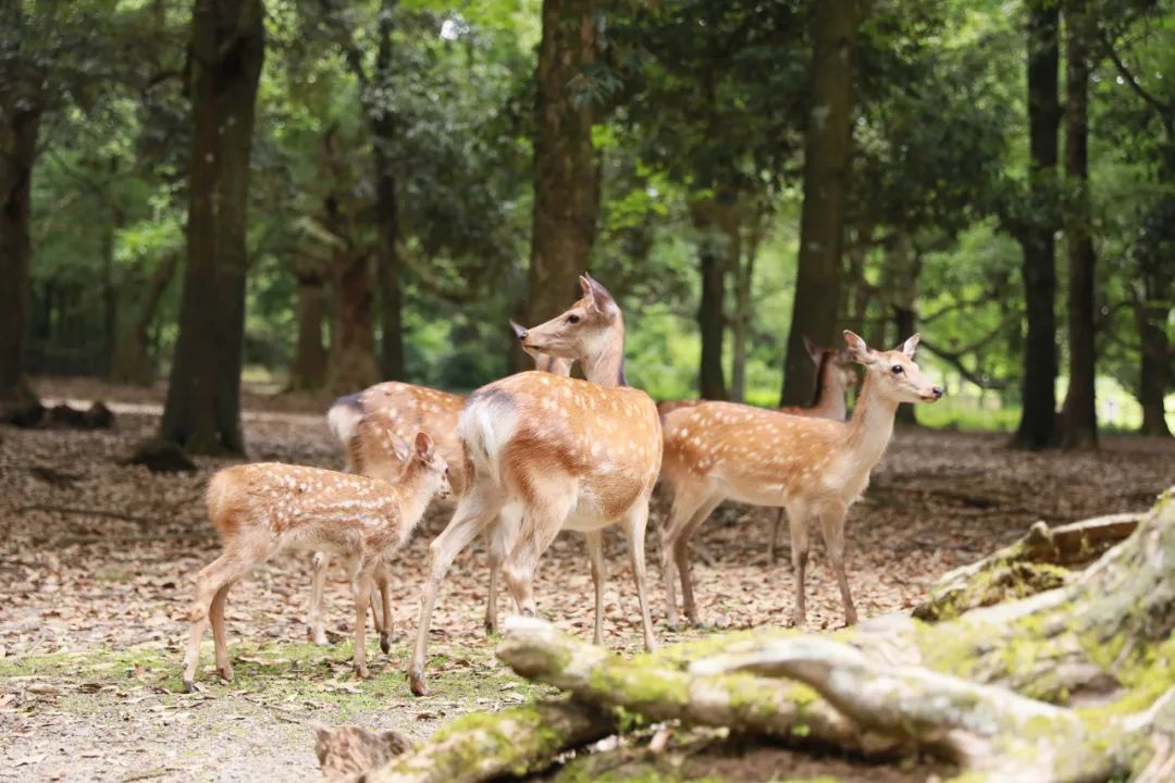 奈良小鹿